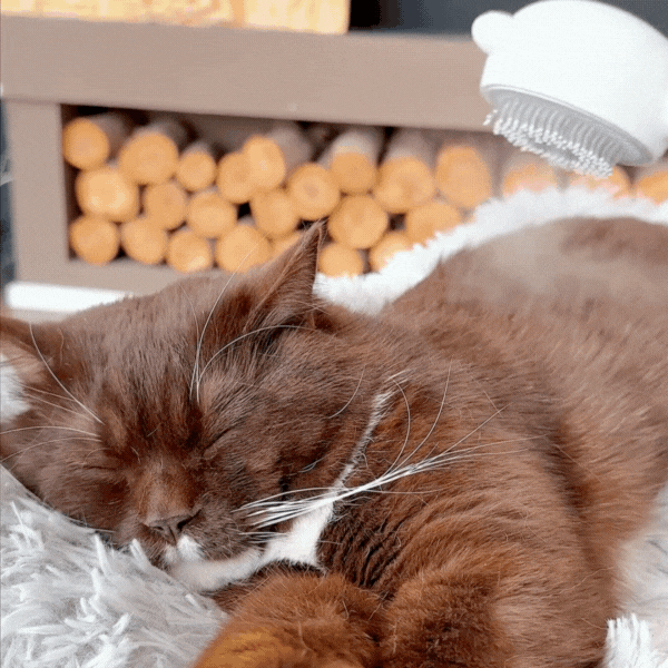 Brosse Fraîche Animaux®